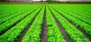 Solos Agrícolas Torres Vedras