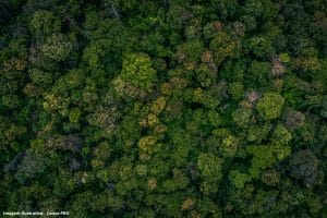Governo Reforçar Floresta