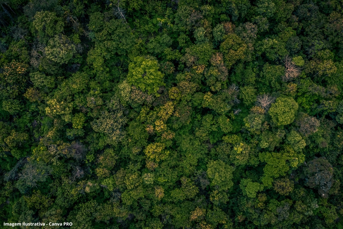 Governo Reforçar Floresta