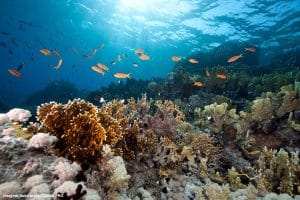 Conferência ONU Oceano