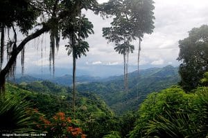 Florestas Alterações Climáticas