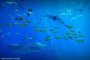 Ocean Hackathon Soluções