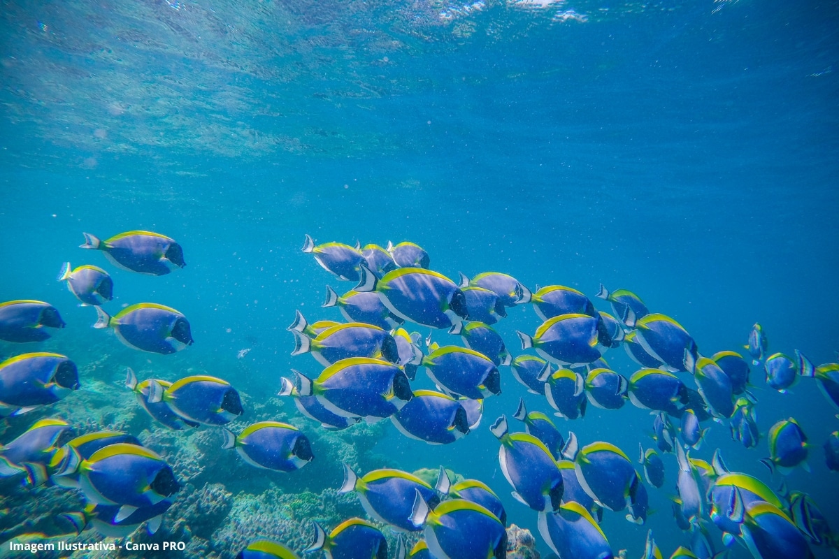 Cientistas Proteção Megafauna Marinha