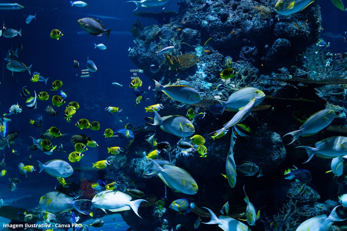 Projeto DriverSea Ecossistemas Marinhos