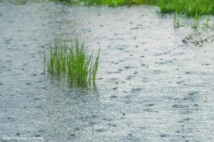 Mês de janeiro deve ter sido o mais chuvoso de sempre PG
