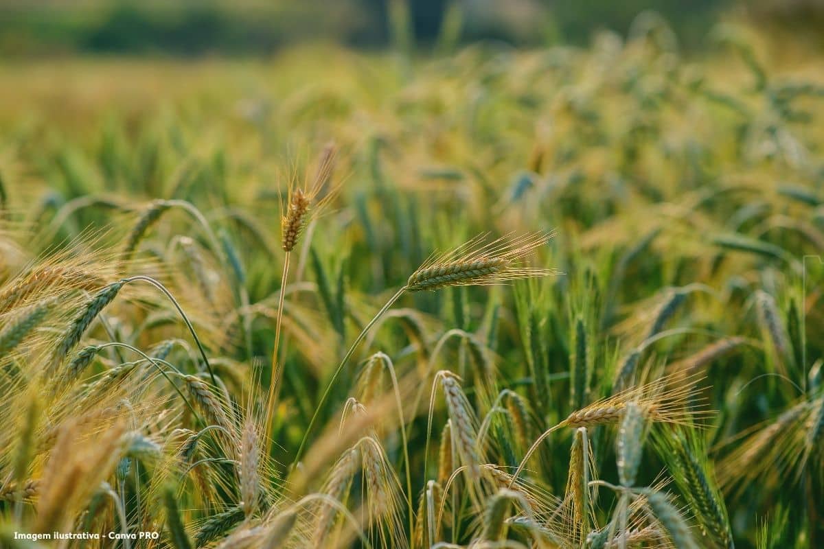 CAP assina protocolo para impulsionar biometano na agricultura PG
