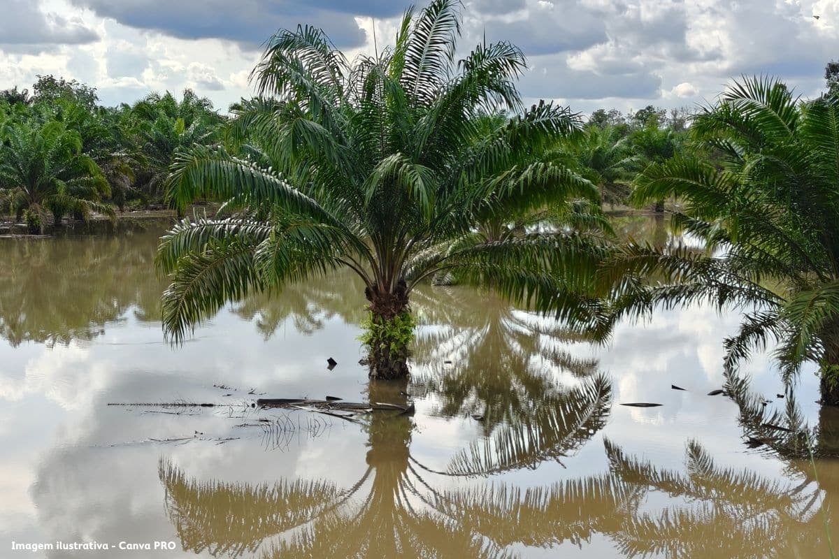 Relatório sobre as cheias conhecido em 100 dias PG