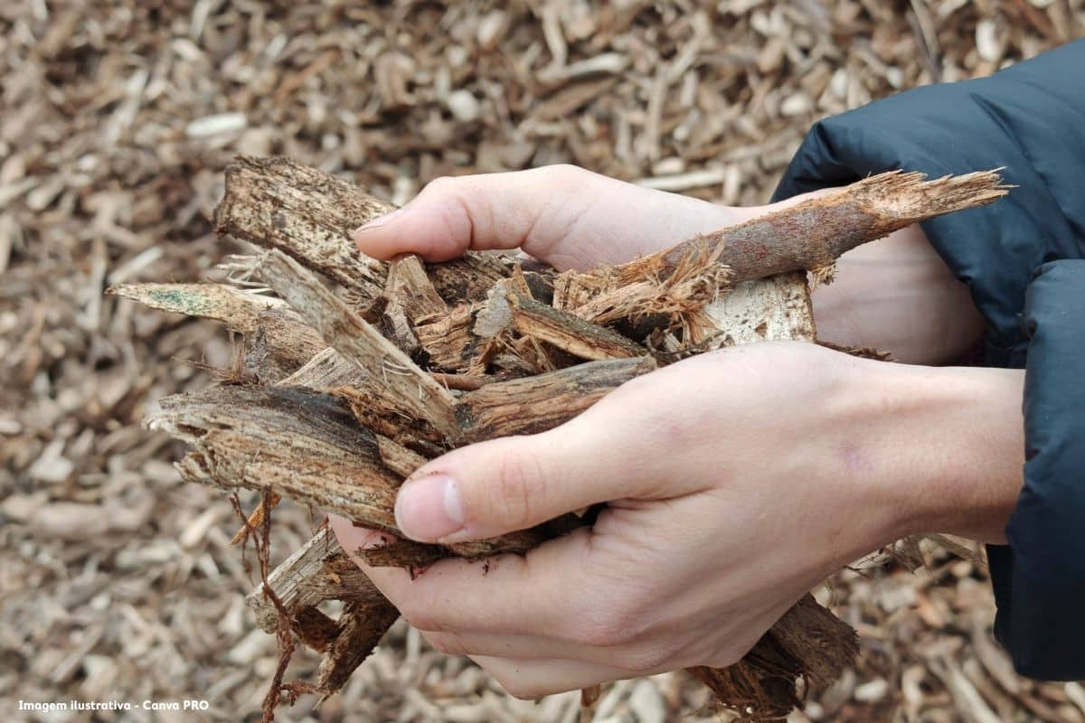 Governo altera remuneração das centrais de biomassa para reforçar prevenção de incêndios