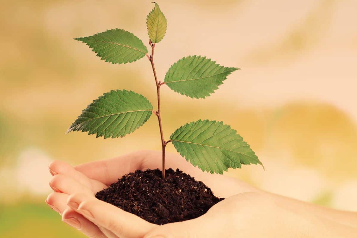 EDIA lança projeto de reabilitação ecológica no Alqueva